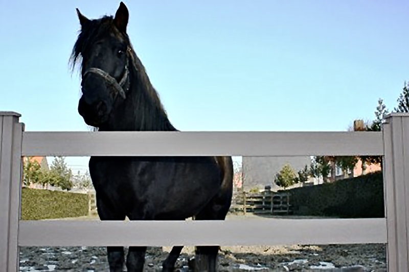 Horse WPC fence - Hosung project